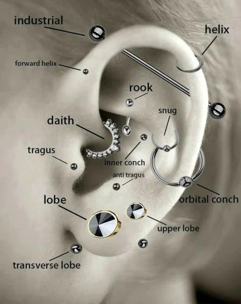 Illustration showing placement of helix piercing on ear